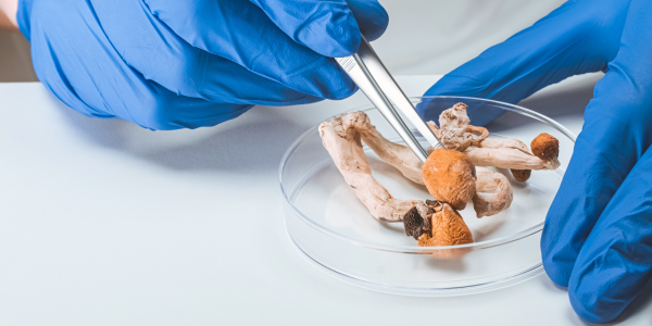 Queen’s researchers lead $5M national initiative to advance psychedelic therapy in cancer care. 