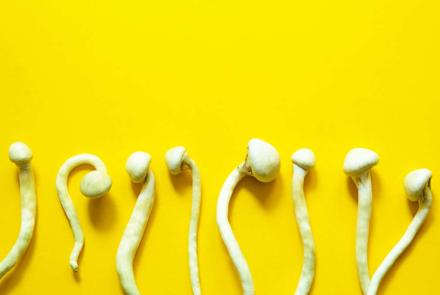 Queen’s and KHSC launch clinical trial of psilocybin therapy to treat alcohol use disorder 