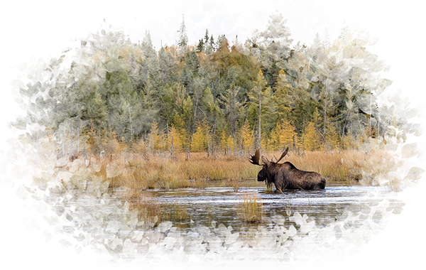 Bull Moose Canadian Wilderness Encounter: Northern Ontario Park's Bull Moose in During Rut In The Wetlands. Wildlife Photography.