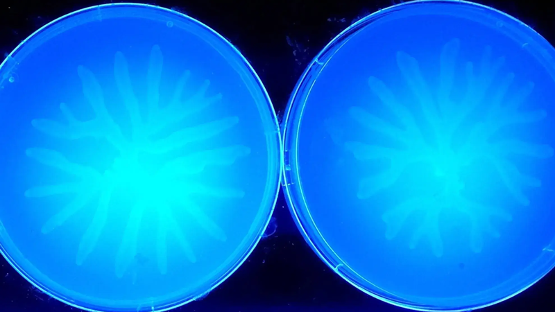 Bacterium in agar plates