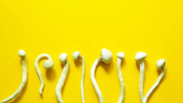 Queen’s and KHSC launch clinical trial of psilocybin therapy to treat alcohol use disorder 