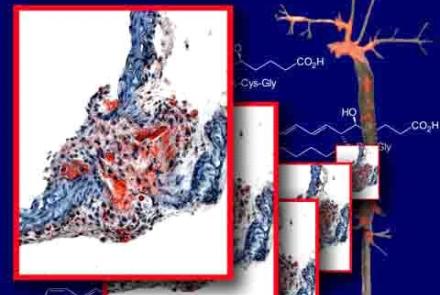 Biomedical and Molecular Sciences Research