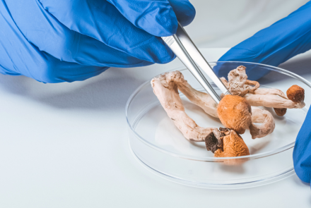 gloved hands using tweezers to put mushrooms in a petri dish