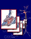 Biomedical and Molecular Sciences Research